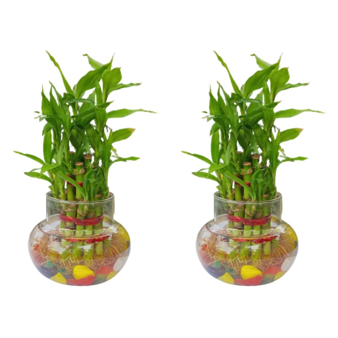 Plant A Leaf Indoor 2 Layer Lucky Bamboo | With Glass Pot Live Plant Lucky Bamboo | Bringing Fortune and Harmony to Your Home Living Room/Bedroom/House/Office (Pack of 2) (B0C3QWNMLN) Amazon Price History, Amazon Price Tracker