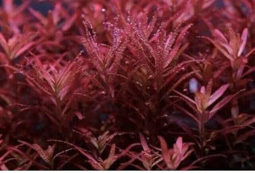 Rare Rotala Blood Red - Live Plant for Aquarium Fish Shrimps