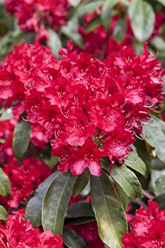 Rhododendron Hybrid 'Red Jack' 30-40 cm – Immergrün, Winterhart, Mehrjährig – Rhododendron – Zierstrauch für Garten & Kübel