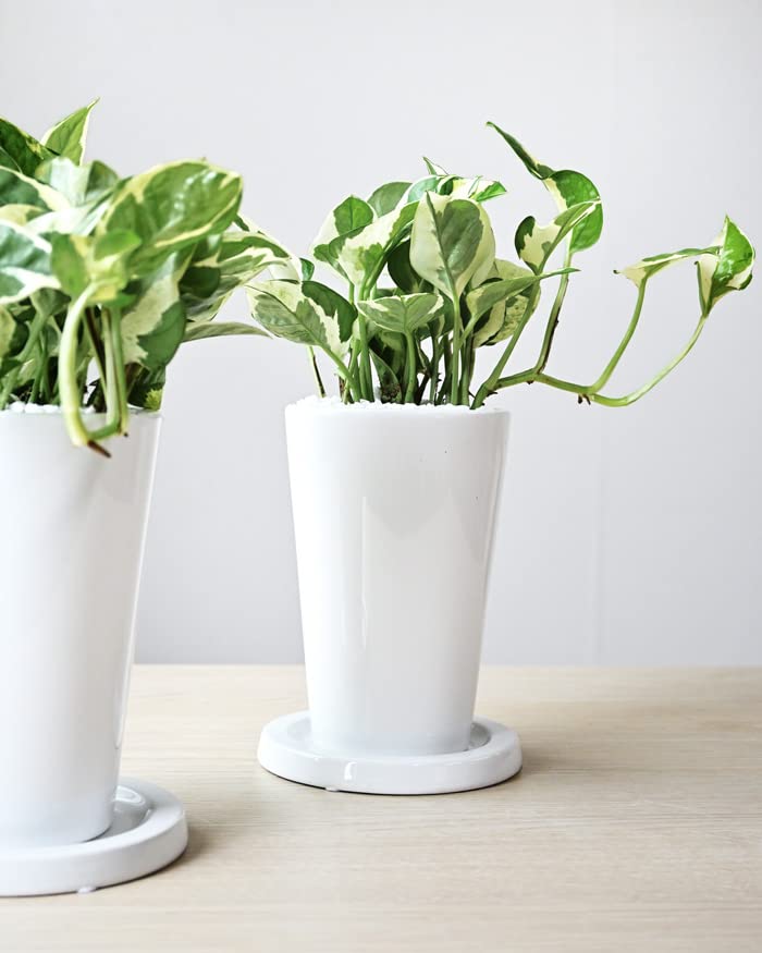ポトス 2鉢セット 白い鉢 ポトス 2鉢セット 白い鉢