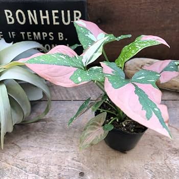 シンゴニウムトリカラーとレッドラーバーのミックス シンゴニウム レッドスポット トリカラー | hanatsumugi GREEN