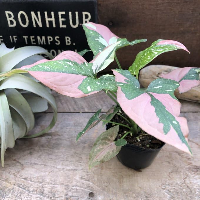 Amazon｜シンゴニウム トリカラー 希少 レッドスポット 観葉植物｜観葉