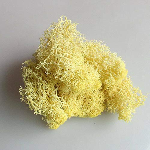 EliteKoopers Natural Reindeer Moss For Preserved Dried Craft Flower Home Decor Item