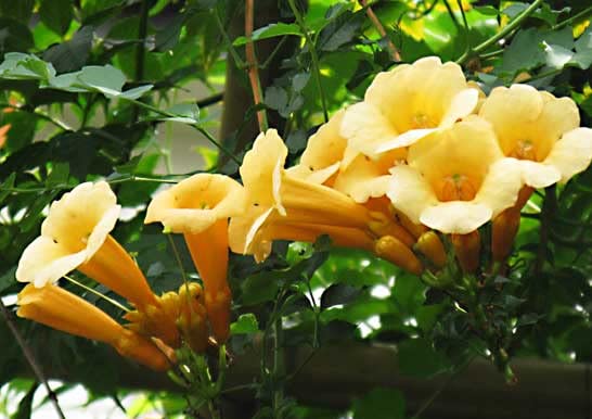 Amazon.co.jp: ノウゼンカズラ苗 黄花 花苗植木 1鉢鉢植え苗木 : DIY