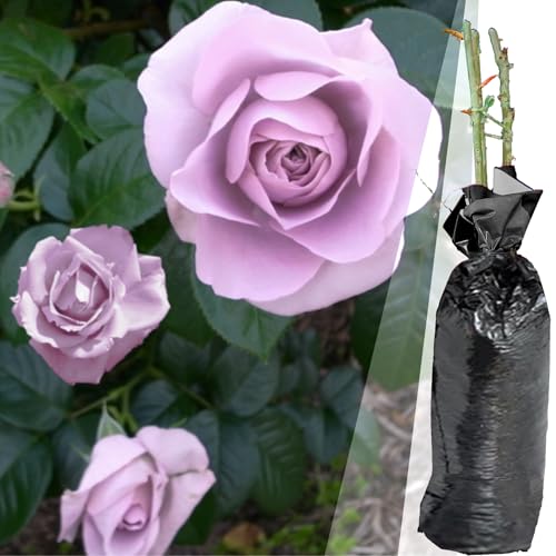 1 Fragrant Rosa Blue Moon Purple Bush Rose Bare Rooted Plant for Brighten Garden Outdoor Landscape Shrub Border Walkway Vertical Hedge Lavender Blue