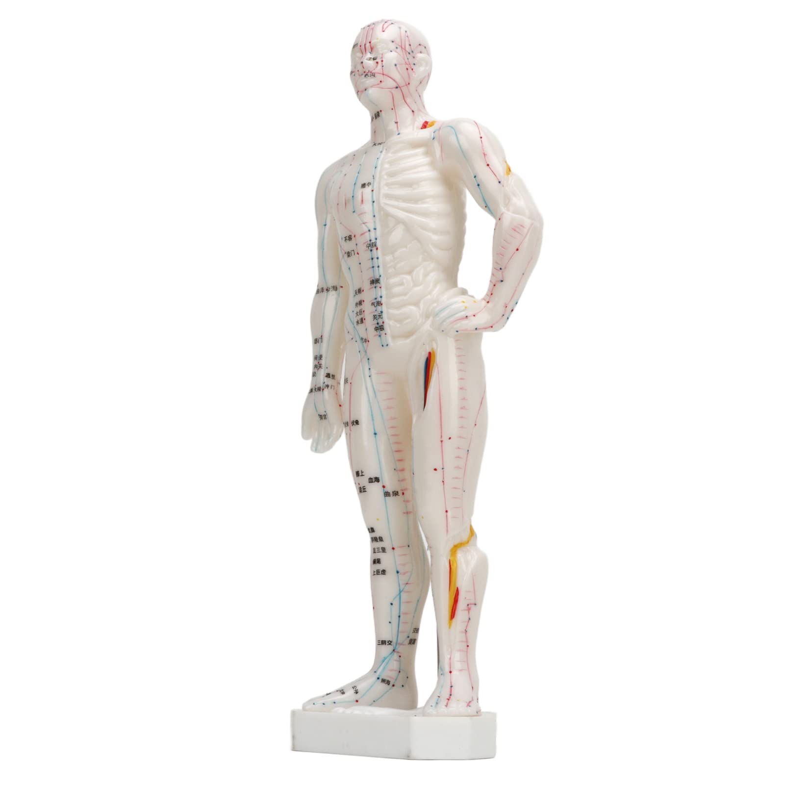 Human Body Acupuncture Model, Meridian Points Model Clear Handwriting Durable Easy to Read Professional PVC for Acupuncture for Chinese Medicine Teaching