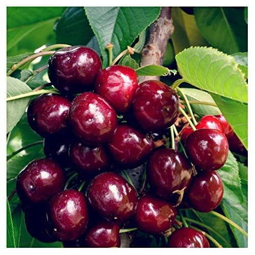 Dwarf Patio Van Cherry Tree in 5L Pot Large, Dark Red, Sweet & Juicy Cherries 3fatpigs®