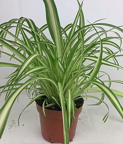 Planta de lustre de clorofitum, vaso de 12/13 cm