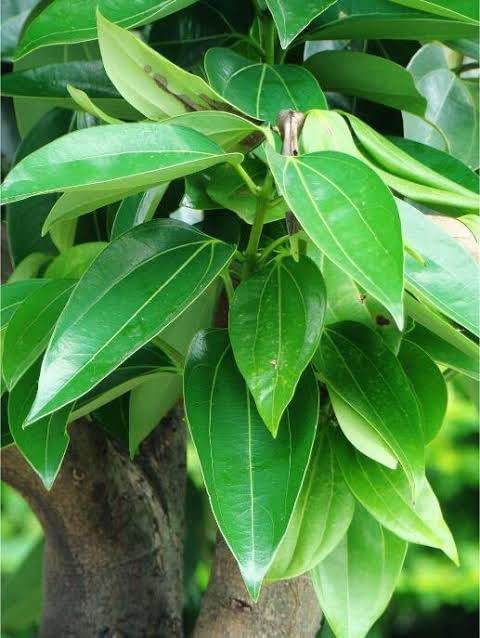 Rare Cinnamon Indian Bay Leaf (Tejpatta Spice Plant) Tamalpatra - Cinnamomum tamala Grafted Plant Dwarf Special Variety (1 Healthy Live Plant, Height 2 Ft) With a Growing Bag Home Garden Plant (B0CSDRW689) Amazon Price History, Amazon Price Tracker