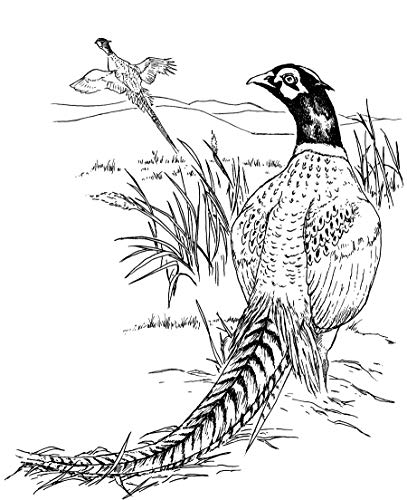 The Birdwatcher's Coloring Book