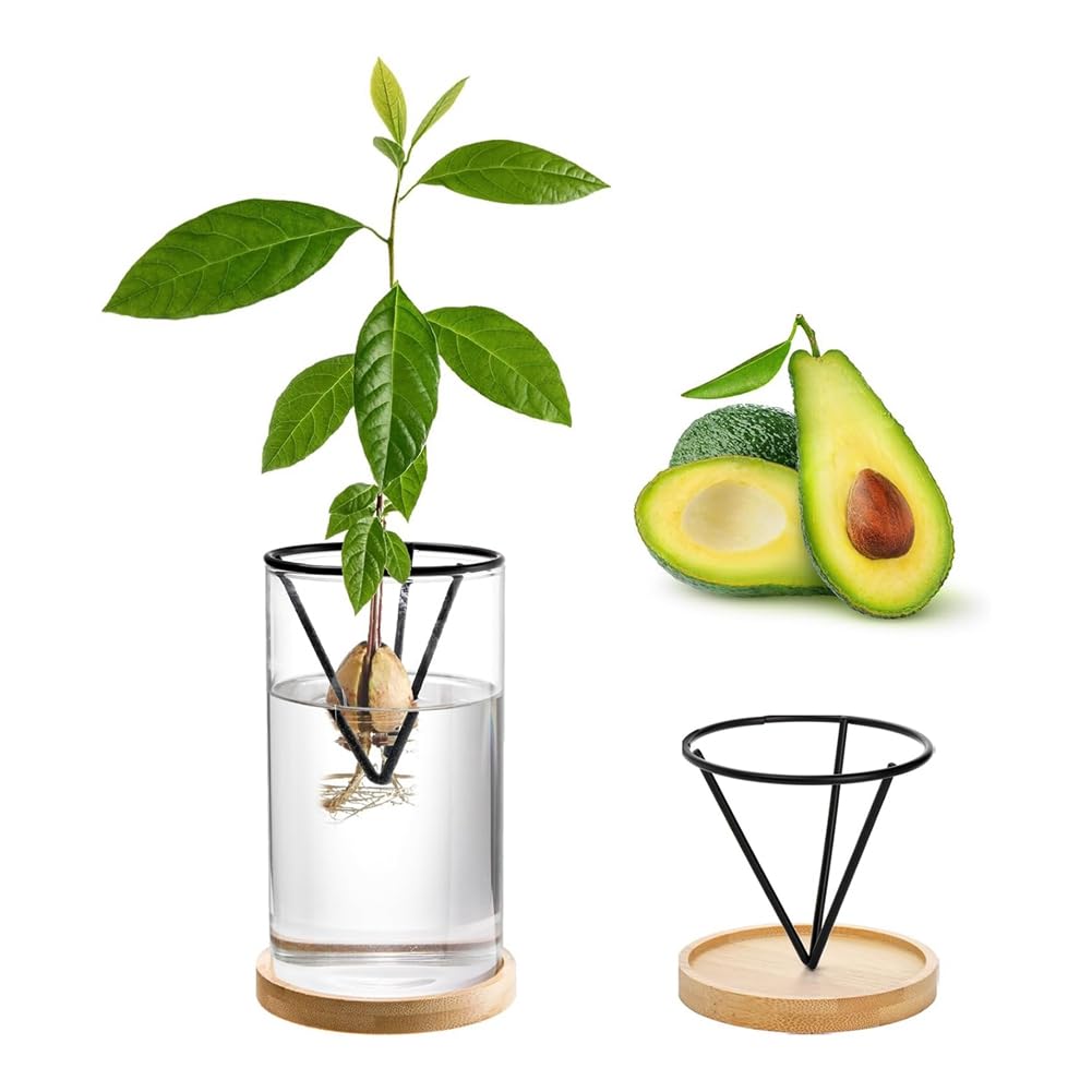 Kit Culture Avocatier 33 Pièces - Vase Hydroponique Transparent Avec Base Bois