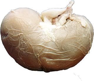 Anatomy Lab Preserved Sheep Kidney Specimen for Dissection, for Biology Classrooms, Vacuum Pack of 1