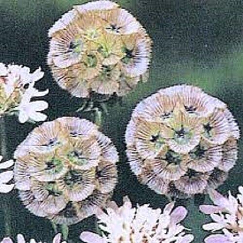 12 Seeds of Scabious Stellata Ping Pong Flower