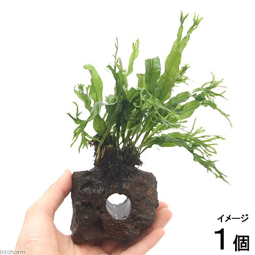 ミクロソリウムsp.本ナロー タイ産　溶岩石付き ミクロソリウムsp.本ナロー タイ産 溶岩石付き