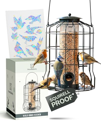 Hearts&Birds Squirrel Proof Bird Feeder Outdoors Hanging with Anti Collision Window Stickers for Birds - 360° Feeding Perch with Large Capacity for Wren Finches Chickadees Cardinal Wild Birds
