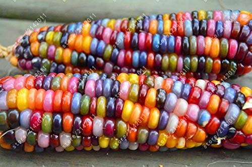 20枚/袋虹トウモロコシ種子オーガニックの種子野菜カラフルなトウモロコシ種子食用