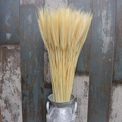 Shaperme 25Pcs Colorful Natural Dried Flowers Bouquet Wheat Plants Bunches New Year Craft Decoration Chrismas Decor Wedding #TOP2