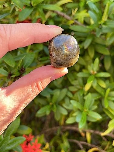 Image of GAF TREASURES 1 /2 LB Labradorite Tumbled Stones, Polished Labradorite Gemstone, Labradorite Healing Crystals (Labradorite)