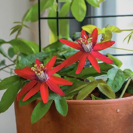 BISWAS PLANTS HOUSE Good Looking Red Rakhi/Passion Flower (Passiflora Incarnata) Flower Live Plant Pack Of-1 Healthy Plant (B0D4R2SXDW) Amazon Price History, Amazon Price Tracker