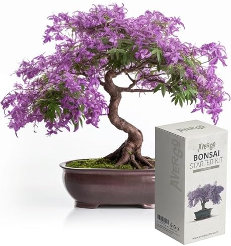Bonsai Starter Kit – 1x Bonsai Tree | Complete Indoor Starter Kit for Growing Plants with Bonsai Seeds, Tools & Planters – Gardening Gifts for Women & Men — view 5