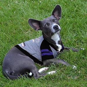 Pets First Nfl Baltimore Ravens Hoodie for Dogs  Cats Nfl Football Licensed Dog Hoody Tee Shirt Medium Sports Hoody Tshirt for Pets Licensed Sporty Dog Shirt  Cucciolini Doodles Pets first nfl baltimore ravens hoodie for dogs  cats Nfl football licensed dog hoody tee shirt medium Sports hoody t shirt for pets Licensed sporty dog shirt   cucciolini doodles