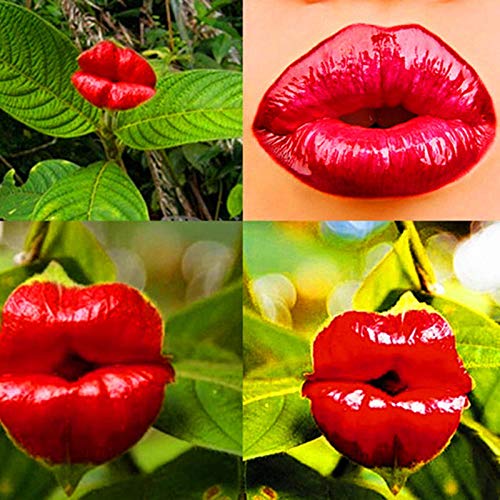 VISHWASAI Red Lips Flower Kiss Rosy Lip Plants Garden Psychotria Elata
