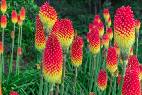 1 x Kniphofia Flamenco / Red Hot Poker / Torch Lily in 9cm Pot, Stunning Bright Colours
