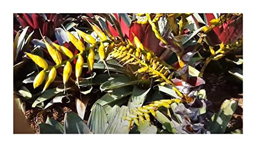 Abbiamo tutto quello che ti serve per rendere unico il tuo giardino o la tua zona living. Ti auguriamo tanto successo con la semina e non vediamo l'ora di vedere i nuovi fiori con te.