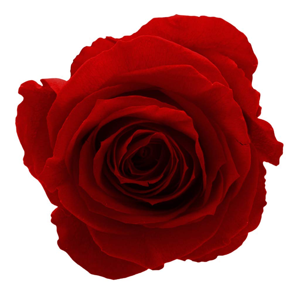 Scatola di rose infinite Scatola per fiori Rose vere conservate