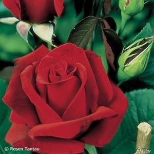 Rosen Tantau Edelrose 'Erotika' Rose