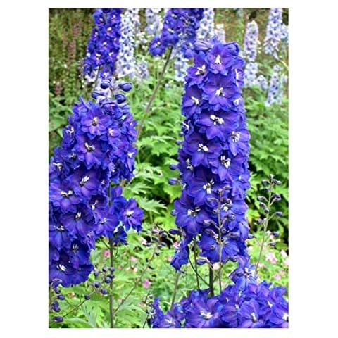 Premier Seeds Direct Delphinium Blue Bird Seeds Cover