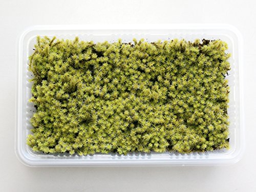 Amazon｜苔 こけ コケ スナゴケ 砂苔 【スナゴケミニパック（S1