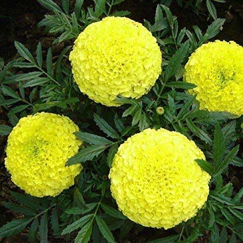 Image of Marigold Yellow Flower (Genda) Seed, Seeds for Home Gardening, Marigold Flowers (Genda) (Yellow, Pack of 50 Seeds)