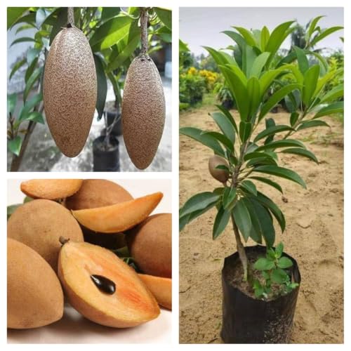 Image of PACK OF 1 LONG THAI CHIKU FRUIT PLANT OUTDOOR GARDEN LIVE ORGANIC GRAFTING HYBRID TREE