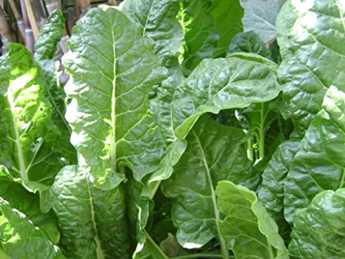 Image of Palak seeds desi (300 seeds)