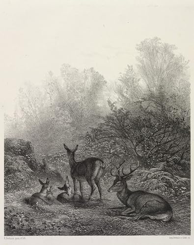 Art Mural Cerf au repos Karl Bodmer 60x90cm déco salon sans vie