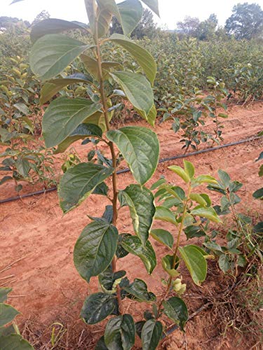 Fuyu Persimmon Tree 2ft-3ft Bare-Root (Bears Sweet Crisp Fruit)