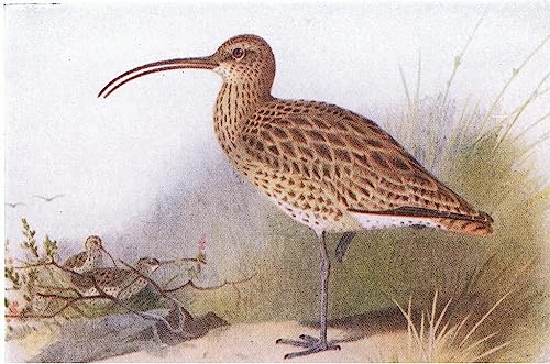 Cuadro de zarapito para salones elegantes: lienzo de aves de Archibald Thorburn (60x90cm)