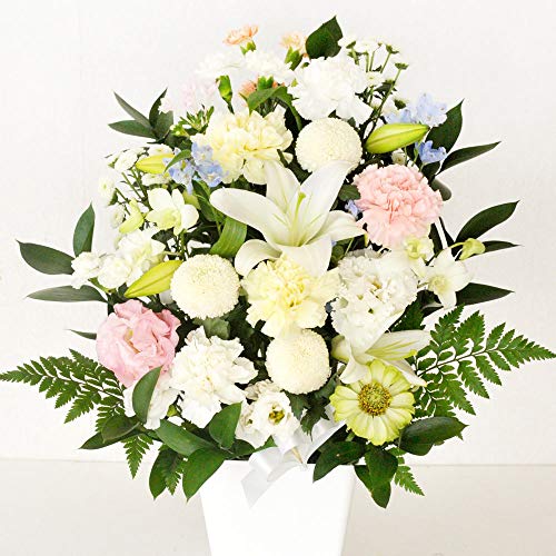 t[Lb`   mԂg{̂܂  yԃAW LTCYz yJ[F ~bNXWz AWg   ފ ~  @v l\  r