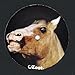 Price comparison product image Horse/Casio [12" VINYL]