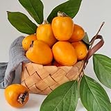 semi di cachi, giardino resistenti 150pcs