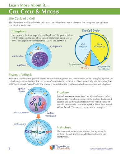Image of NewPath Cell Cycle & Mitosis 3-D Paper Model Making Kit - Individual Student Edition (24-7742)