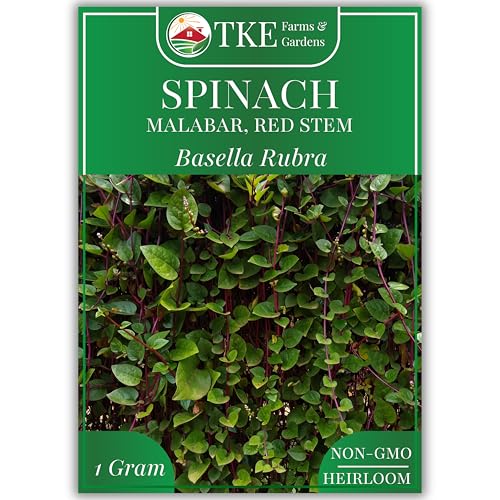 TKE Farms Red Malabar Spinach Seeds, 30 Seeds, Basella rubra