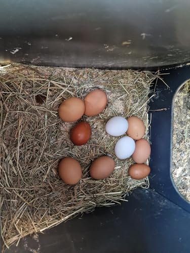 Pollaio per 8 10 galline ovaiole ornamentali POLLY CHALET L GREY con 2 posatoi 2 posti nido esterni porta sicura anti-predatore (manuale) anti acaro rosso (Made in Italy) - immagine 4