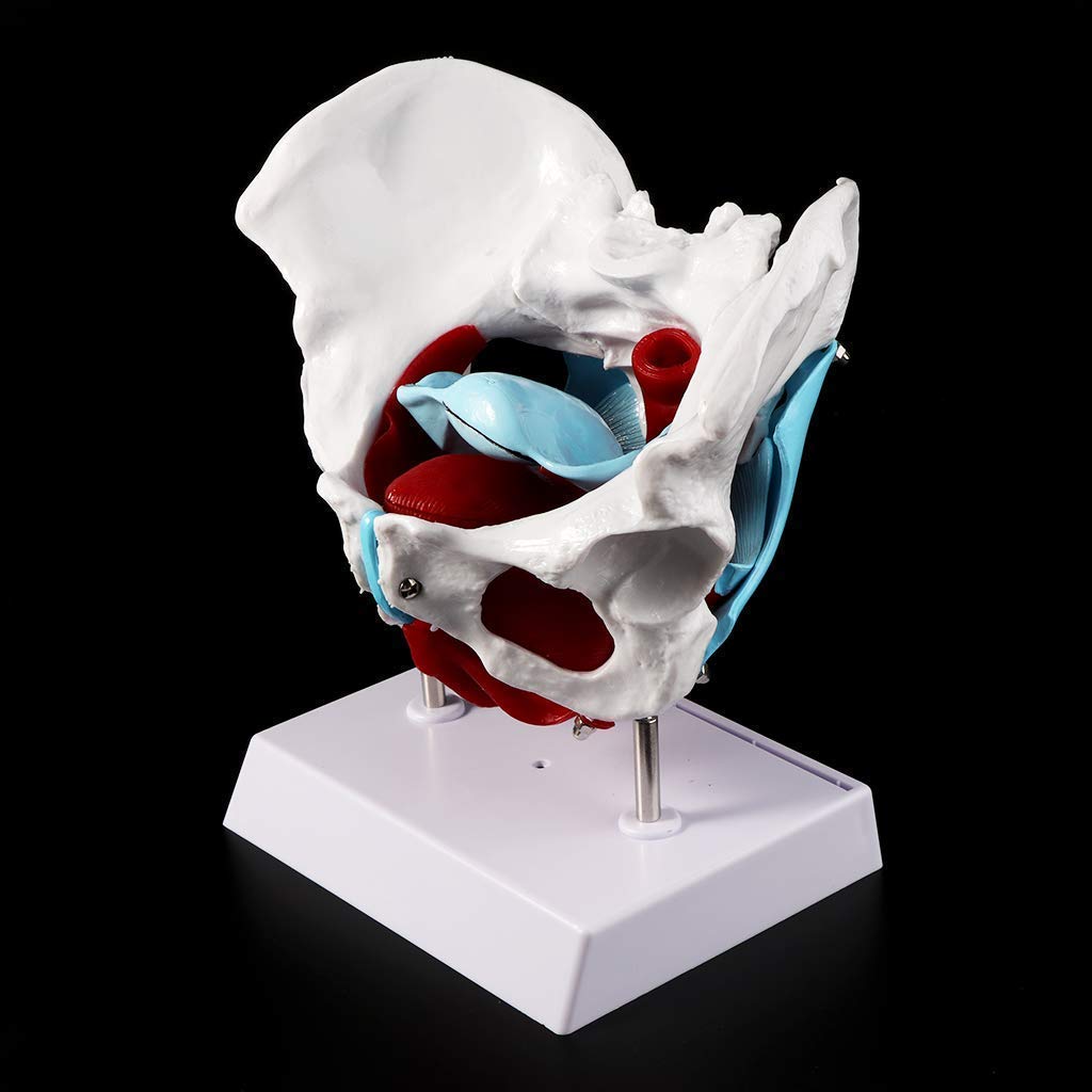 Anatomia Anatomia, Żeński Model Miednicy Mięsień Dna Miednicy, Mięsień Jajnika Mięśni Macicy Macicy Macicy Do Nauczania Zasobów Do Nauczania