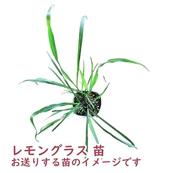 無農薬 レモングラス 抜き苗 3本 レモングラス苗 無農薬ハーブ 多肉植物 SEASON 通販 14920560