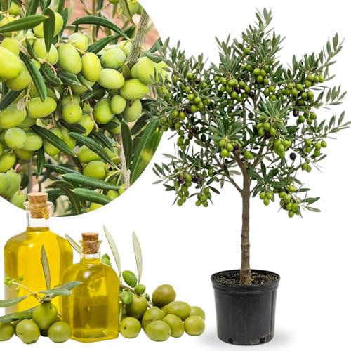 2 Years Old Live Olive Tree Plant 2-3 Feet Tall Olive Plant Live 1 Gallon Pot Ready to Harvest No CA