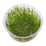 Stringy Moss - Leptodictyum riparium - In-Vitro