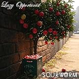 Lazy Opportunist [Explicit]