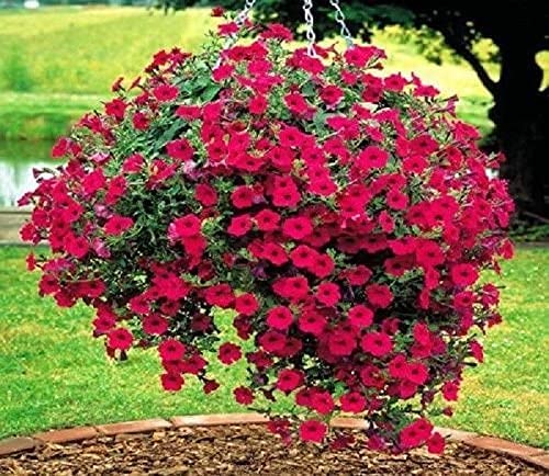 SRI SAI FORESTRY - Red Petunia Fire Chief Flower Seeds (Red & Mix color flowers, For Home Garden, Terrace, Balcony, Home Decoration, All Season India) (B09GYT2M25) Amazon Price History, Amazon Price Tracker